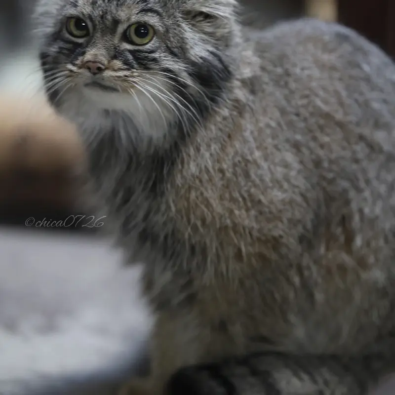 A photograph of Shafran in Ueno Zoological Gardens