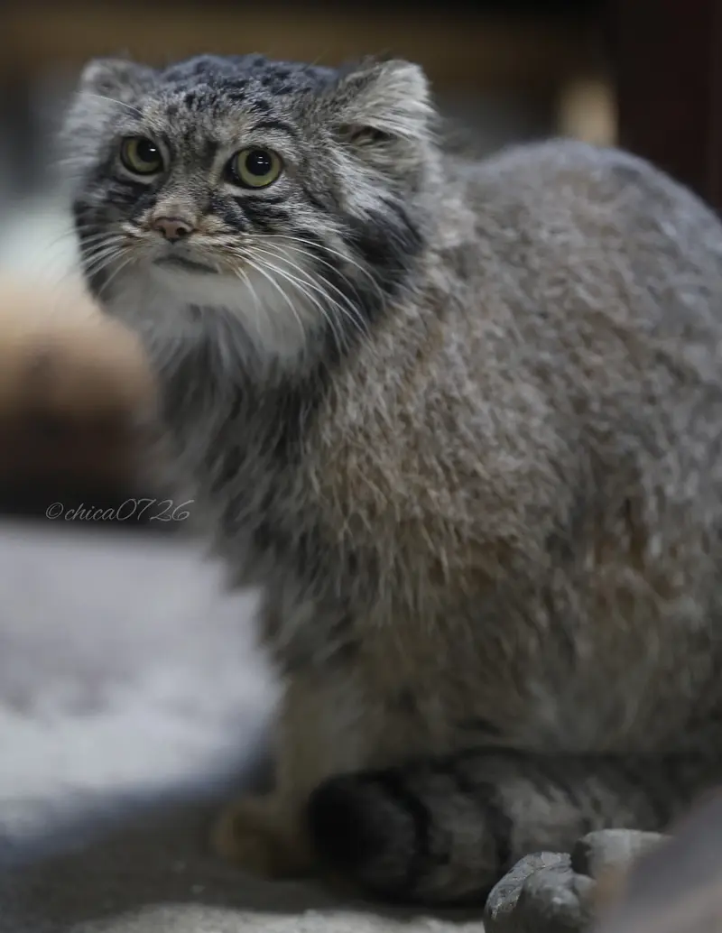 A photograph of Shafran in Ueno Zoological Gardens