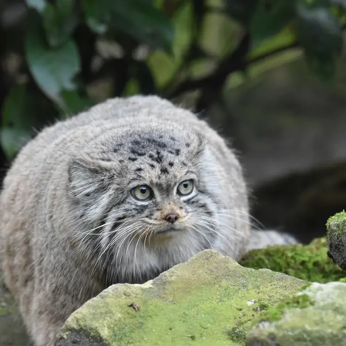 A photograph of Poes in Rotterdam Zoo
