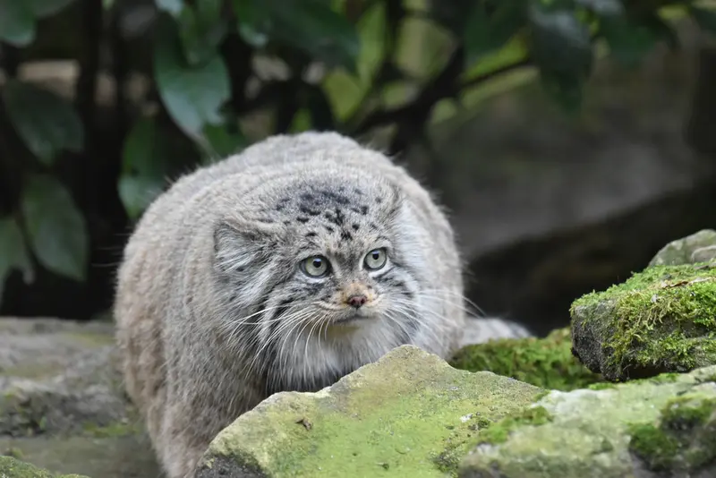 A photograph of a Pallas's cat in Rotterdam Zoo