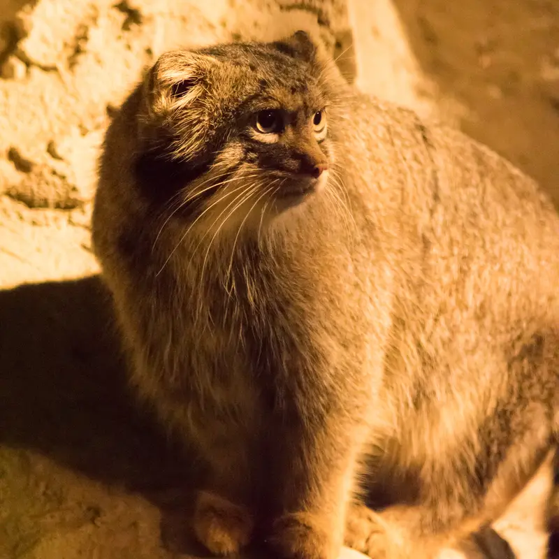 A photograph of Figa in Nogeyama Zoo