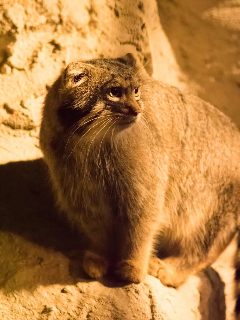 A photograph of Figa in Nogeyama Zoo