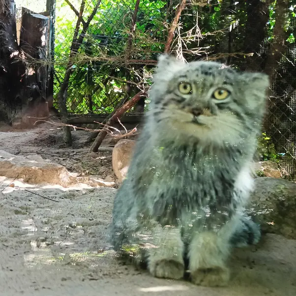 A photograph of Kitten of Altana b. 2025 Ⅰ in Parco Faunistico La Torbiera