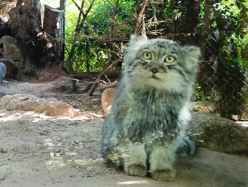 A photograph of Kitten of Altana b. 2025 Ⅰ in Parco Faunistico La Torbiera