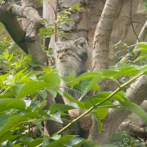 A photograph of Duchess in Edinburgh Zoo