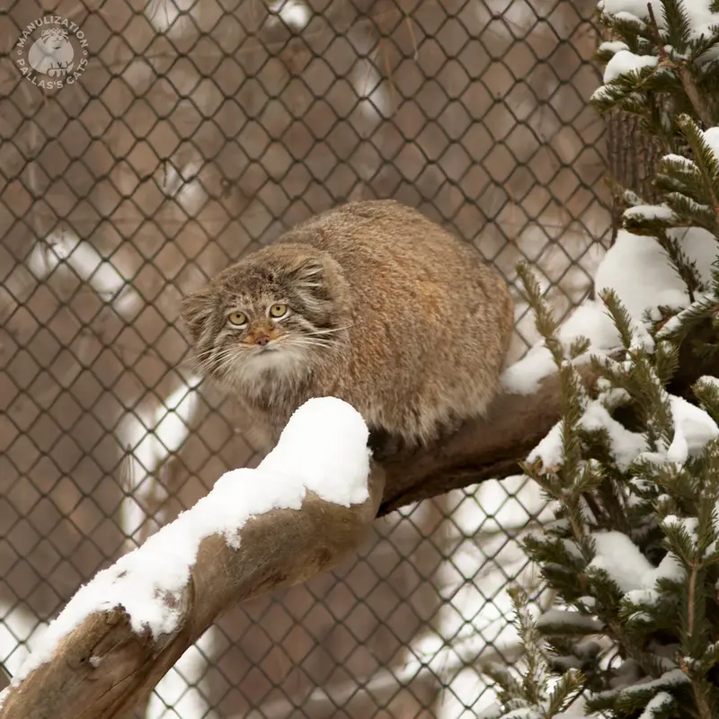 A photograph of Mia in Novosibirsk Zoo