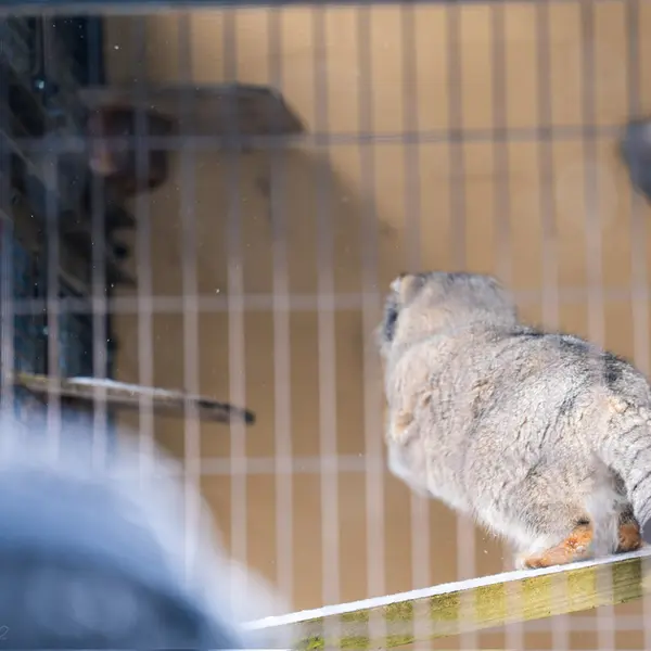 A photograph of Grusha in Asahiyama Zoo