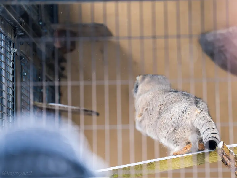 A photograph of Grusha in Asahiyama Zoo