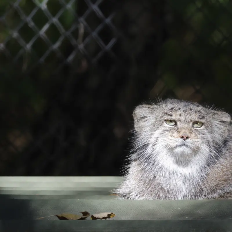 A photograph of Mia in Novosibirsk Zoo