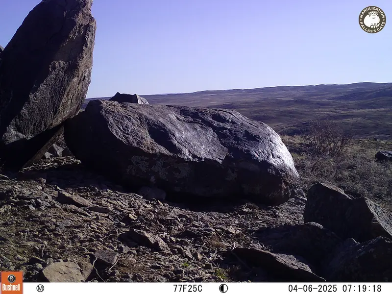 A photograph of Kazakh pika from Koshkar camera trap