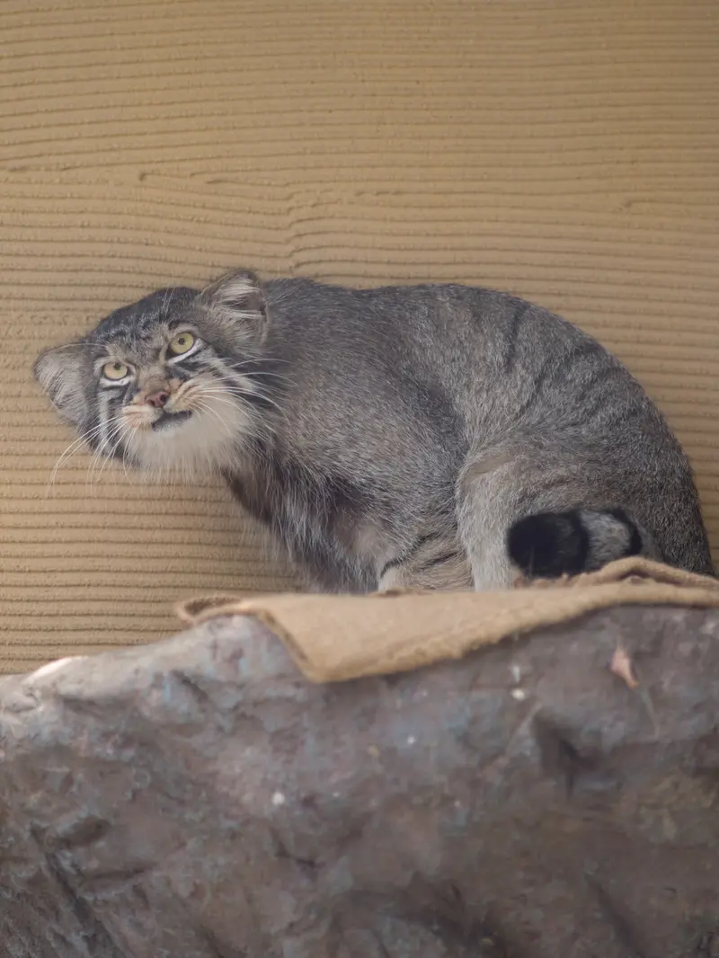 A photograph of Hide in Asahiyama Zoo