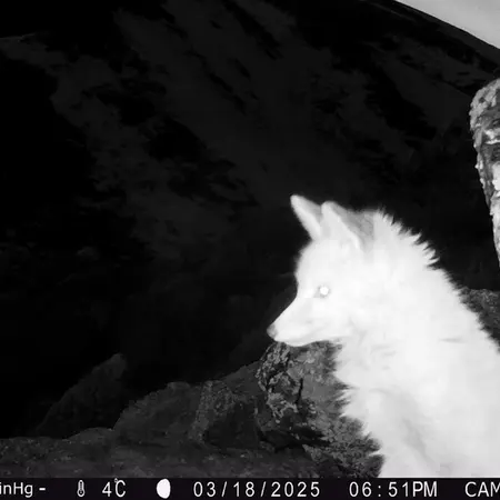 A photograph of Red fox from Zhundy 2 [new] camera trap