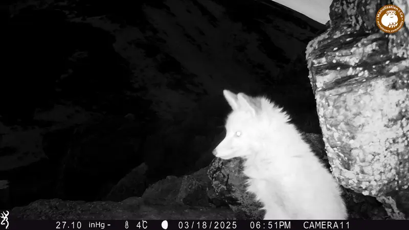 A photograph of Red fox from Zhundy 2 [new] camera trap