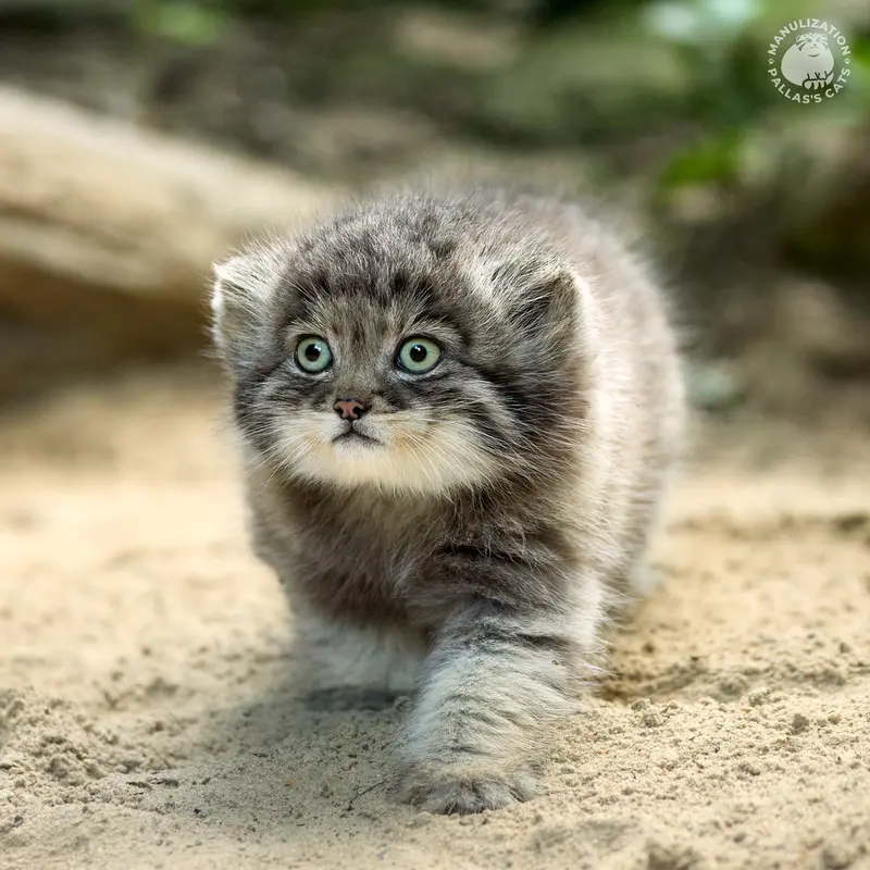 A photograph of Tuya in Parco Faunistico La Torbiera