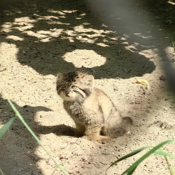 A photograph of Kitten of Mia b.2025 Ⅰ in Novosibirsk Zoo