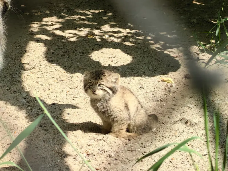 A photograph of Kitten of Mia b.2025 Ⅰ in Novosibirsk Zoo