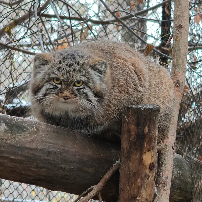 A photograph of Son of Adele b.2026 Ⅲ in Novosibirsk Zoo