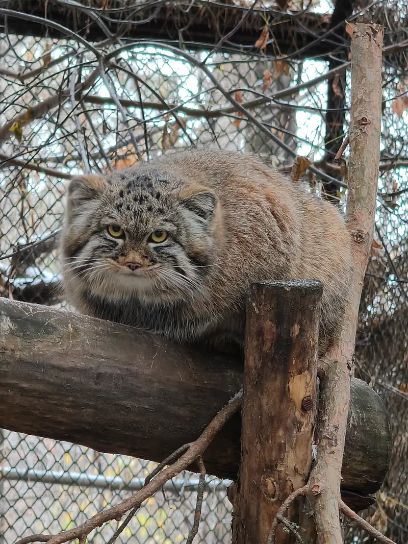 A photograph of Son of Adele b.2026 Ⅲ in Novosibirsk Zoo