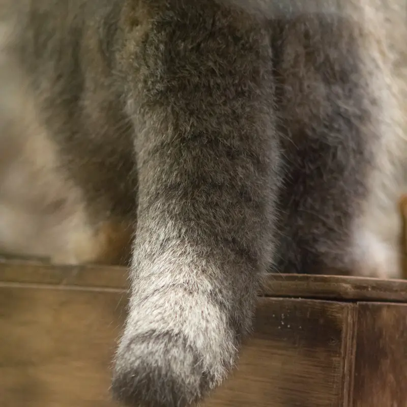 A photograph of Klyon in Ueno Zoological Gardens