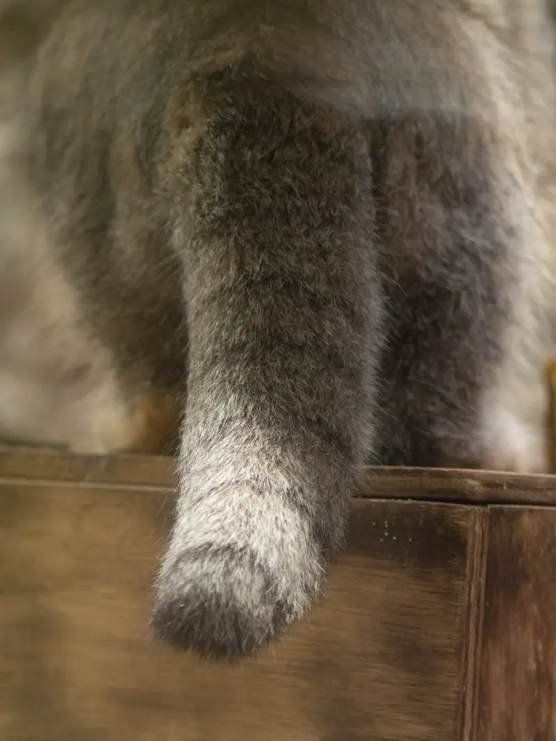 A photograph of Klyon in Ueno Zoological Gardens