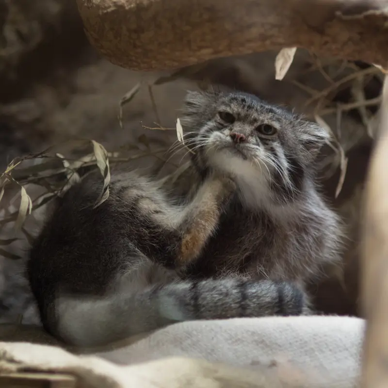 A photograph of Klyon in Ueno Zoological Gardens