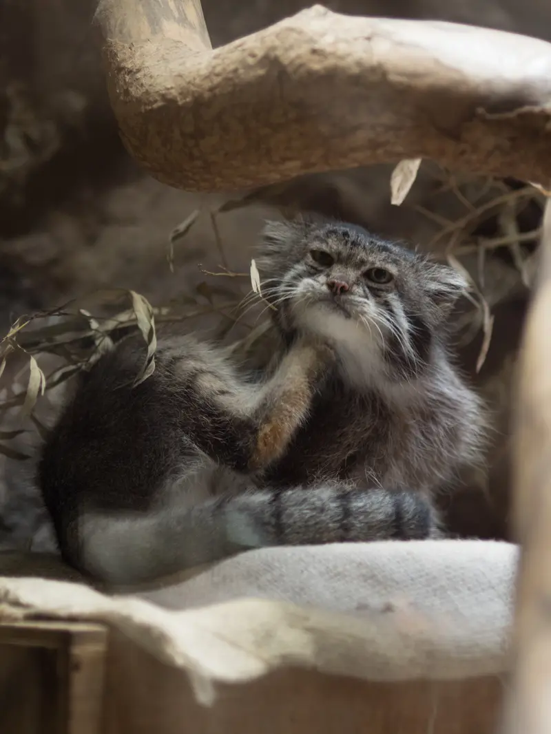 A photograph of Klyon in Ueno Zoological Gardens