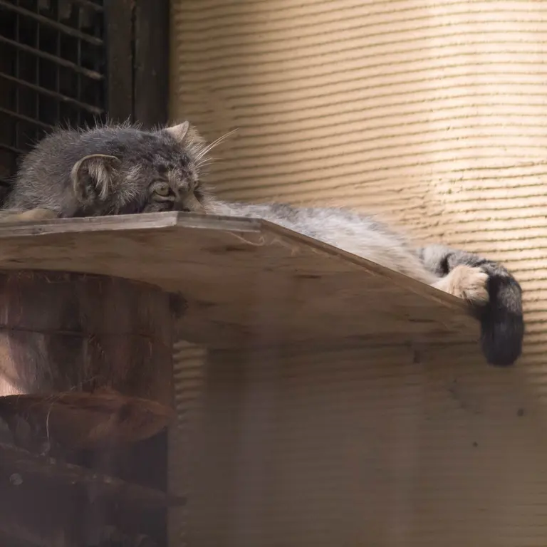 A photograph of Hide in Asahiyama Zoo