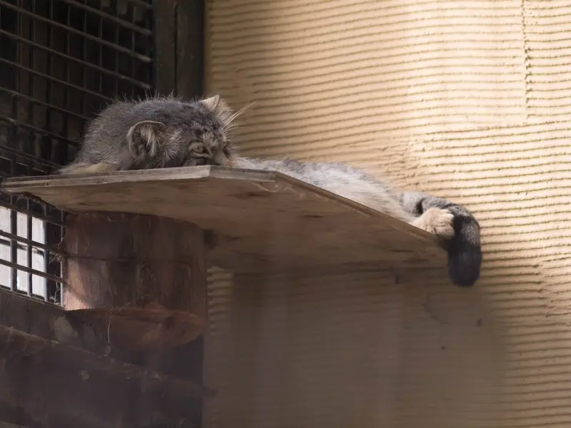 A photograph of Hide in Asahiyama Zoo
