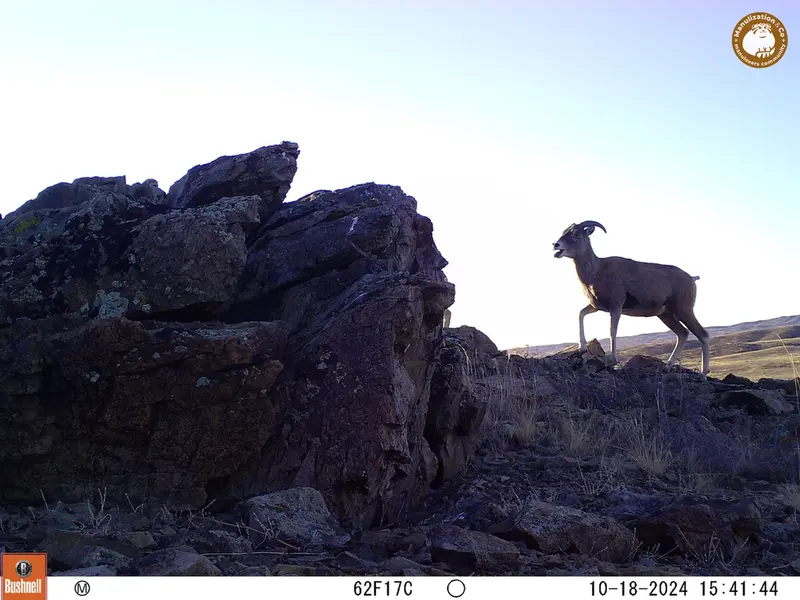 A photograph of Argali from Karashoky camera trap