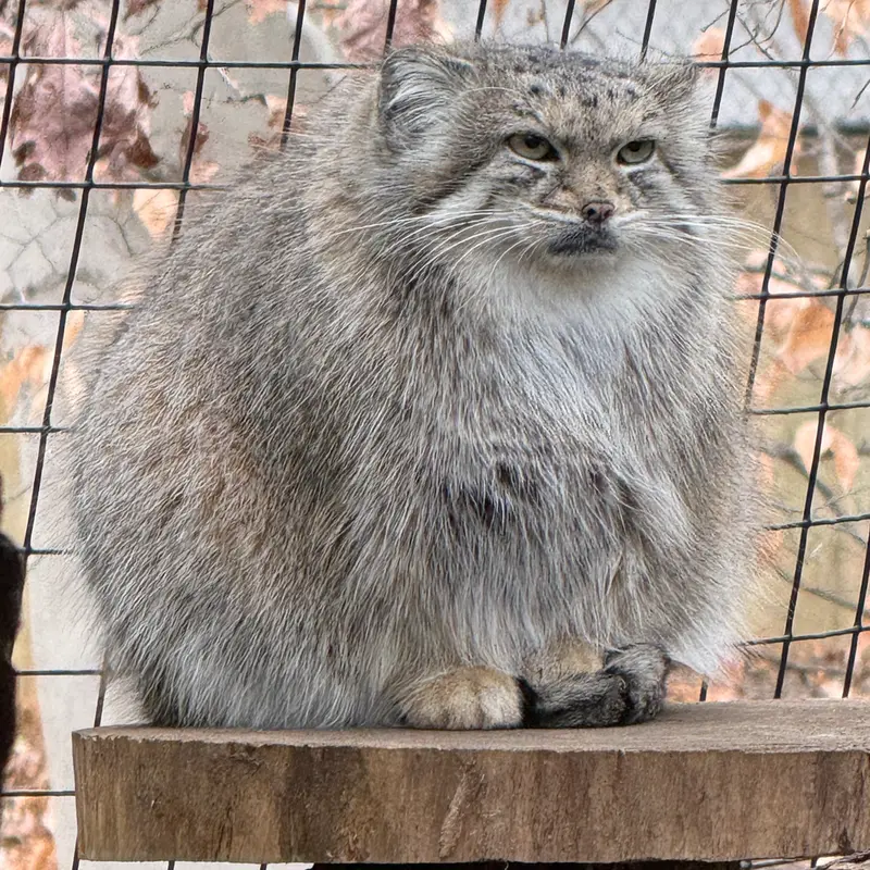 A photograph of Akar in Smithsonian&#039;s National Zoo