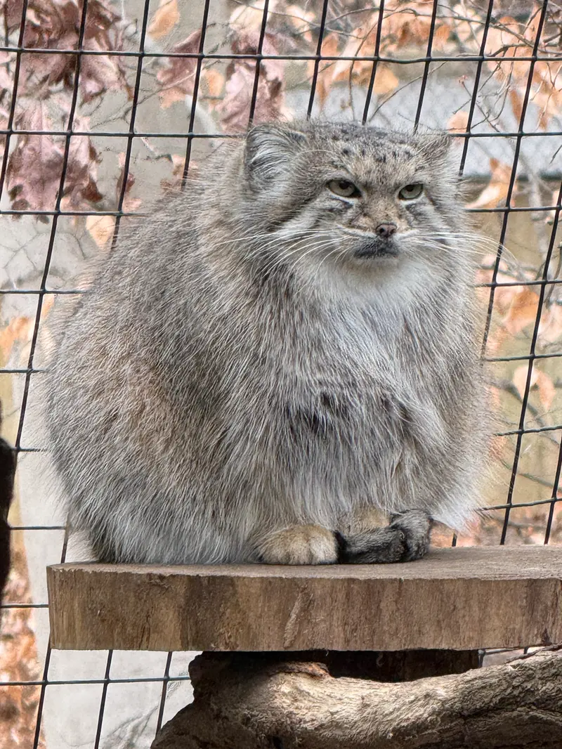 A photograph of Akar in Smithsonian&#039;s National Zoo
