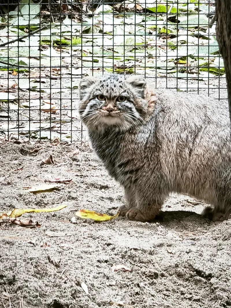 A photograph of Georgette in Novosibirsk Zoo