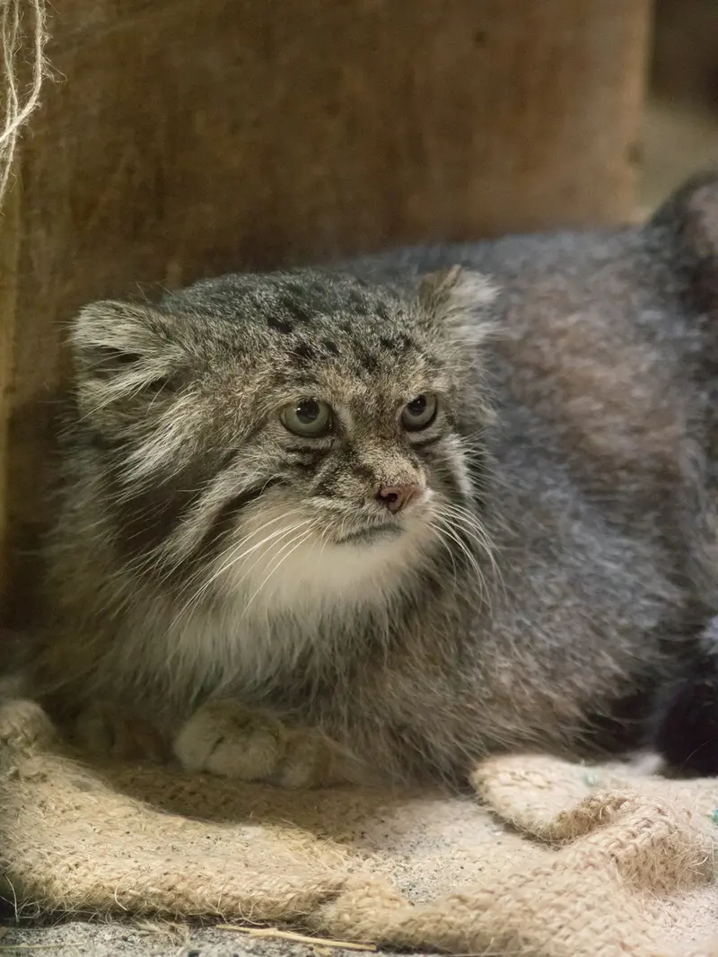 A photograph of Klyon in Ueno Zoological Gardens