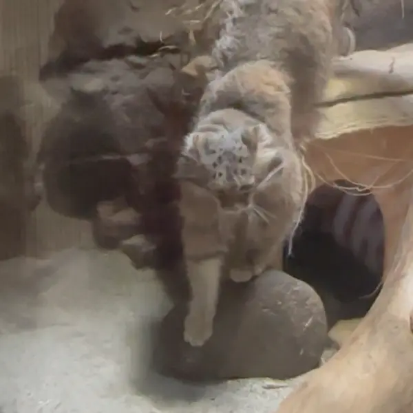 A photograph of a Pallas's cat