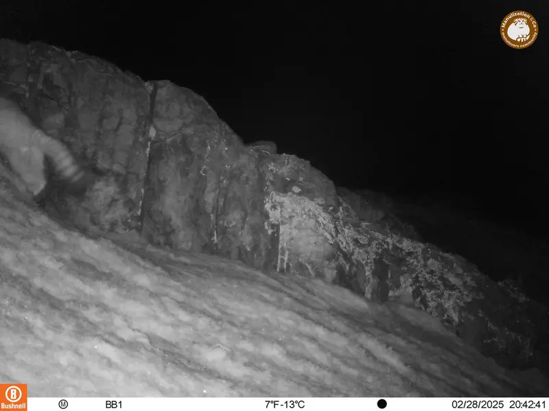 A photograph of Otocolobus manul manul from Aktas-Kunkora camera trap