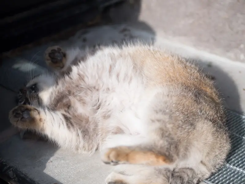 A photograph of Grusha in Asahiyama Zoo