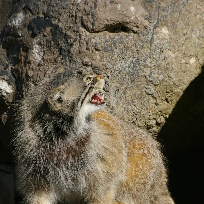 A photograph of Benny in Parken Zoo