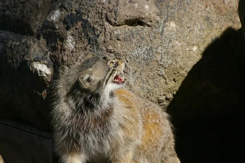 A photograph of Benny in Parken Zoo