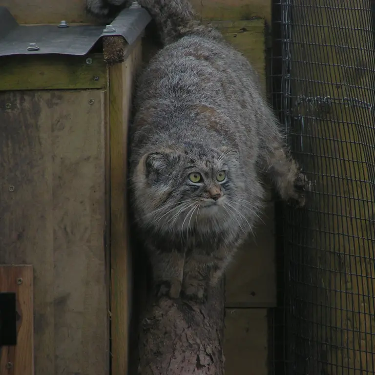 A photograph of Altai in The Lakeland Wildlife Oasis