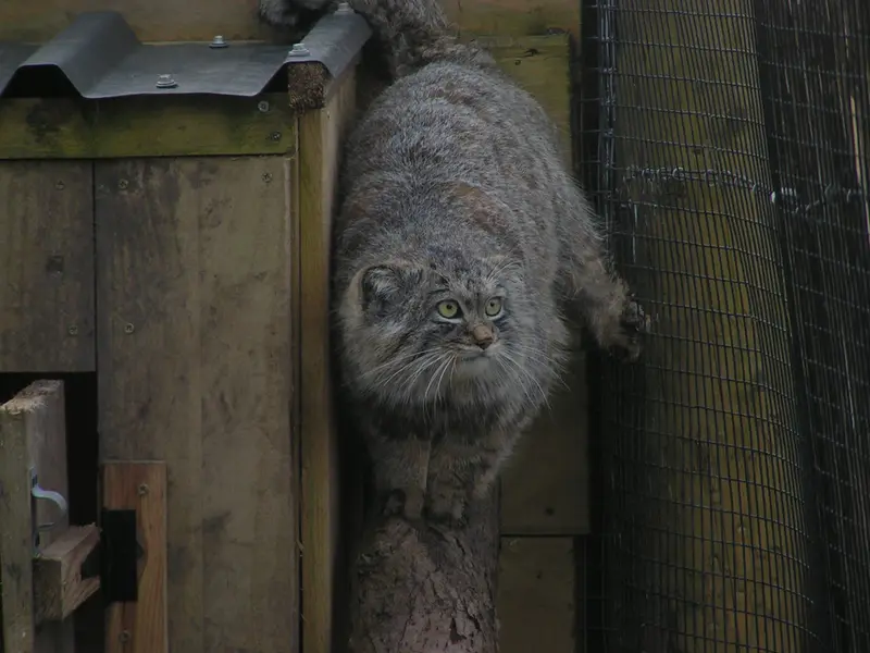 A photograph of Altai in The Lakeland Wildlife Oasis