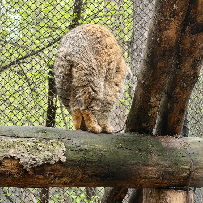 A photograph of George in Novosibirsk Zoo