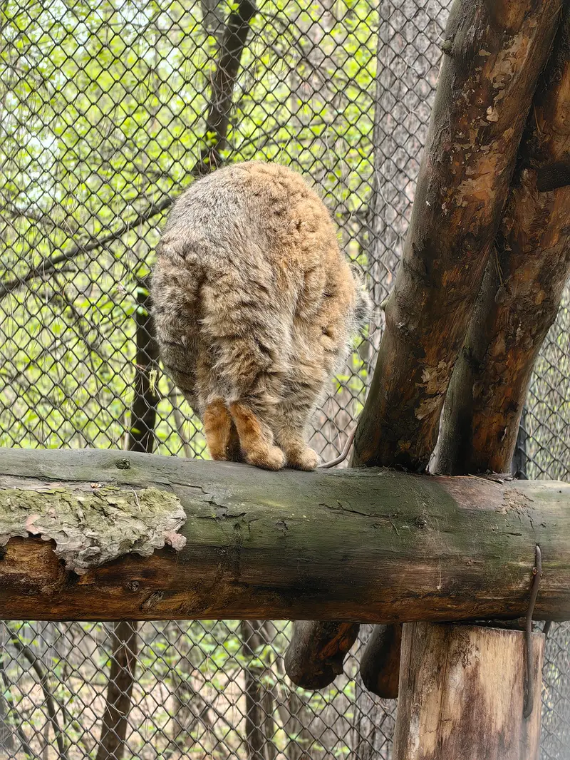 A photograph of George in Novosibirsk Zoo