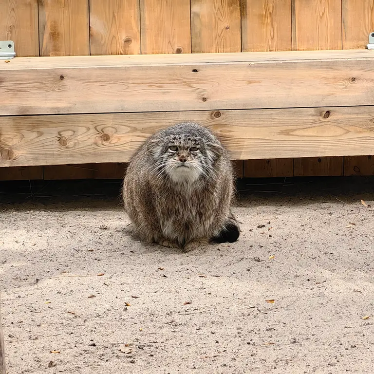 A photograph of Mia in Novosibirsk Zoo