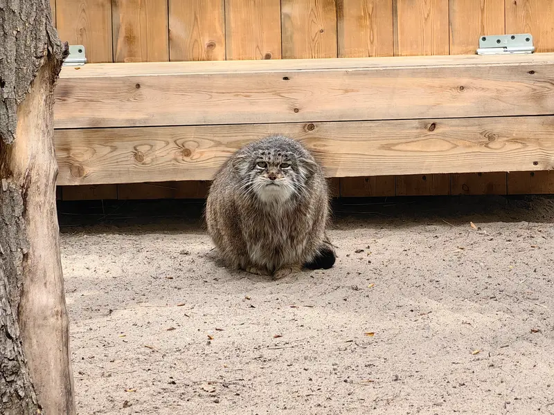A photograph of Mia in Novosibirsk Zoo