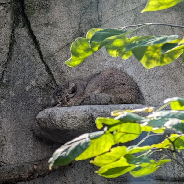 A photograph of Tiina in Columbus Zoo and Aquarium