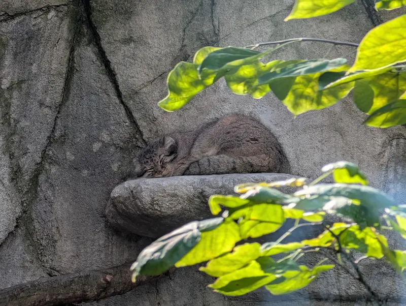 A photograph of Tiina in Columbus Zoo and Aquarium