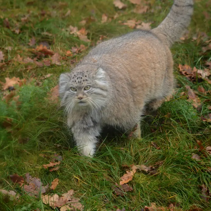 A photograph of Benny in Parken Zoo