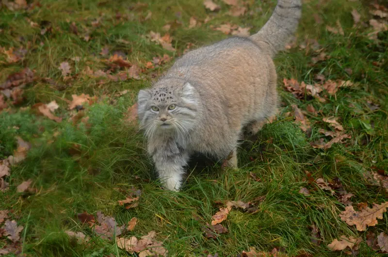 A photograph of Benny in Parken Zoo