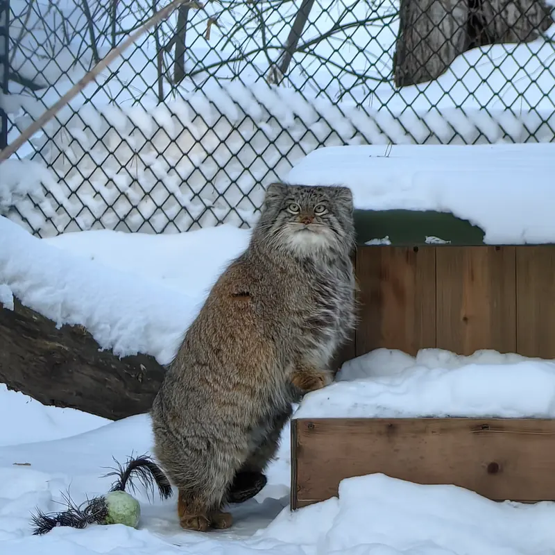 A photograph of Snezhinka in Novosibirsk Zoo