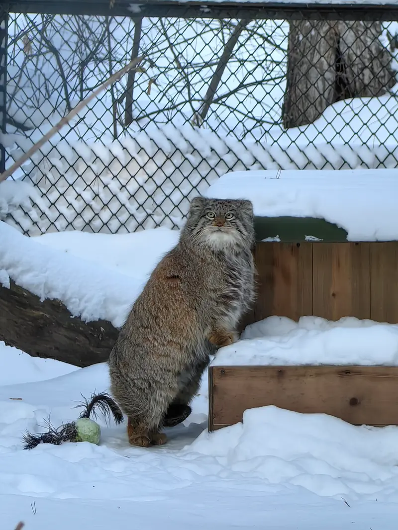 A photograph of Snezhinka in Novosibirsk Zoo